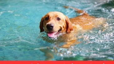 Water Safety Tips for Dogs During Summer Fun
