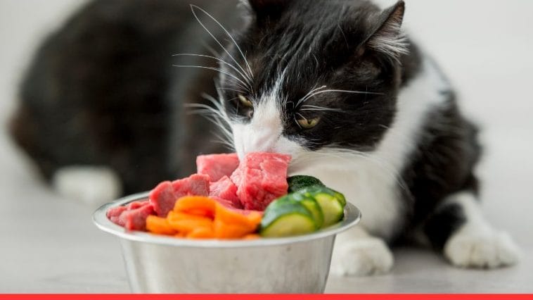 Benefits of Grain-Free Food for Cats