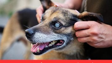 Care for a Dog With Diabetes