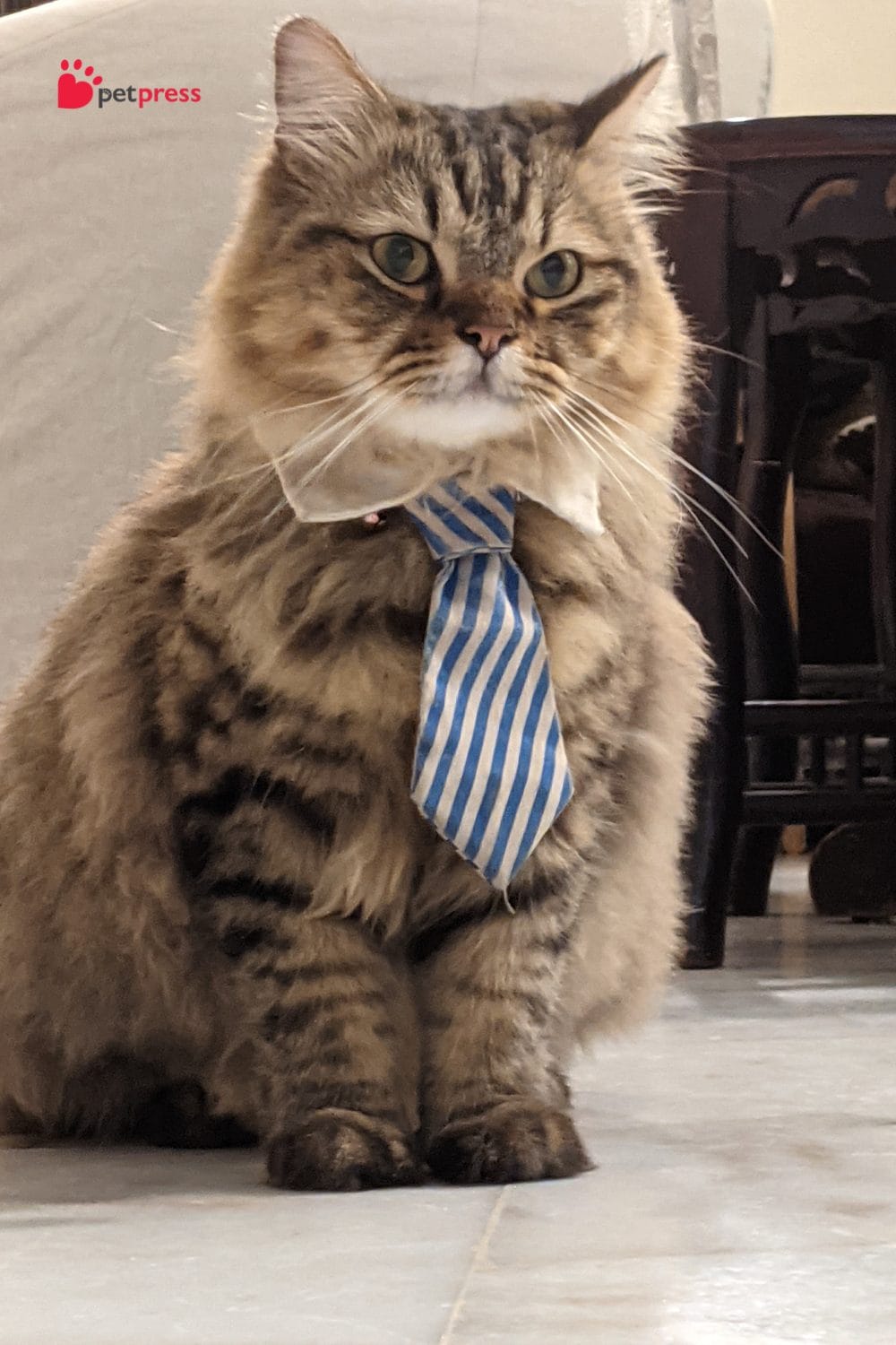 How to Care for a Senior Cat's Nutritional Needs Effortlessly PetPress