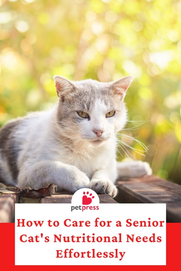 How to Care for a Senior Cat's Nutritional Needs Effortlessly PetPress