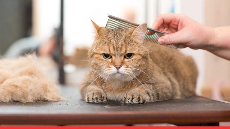 Cat Care 101 Essential Grooming Tools Every Cat Owner Needs