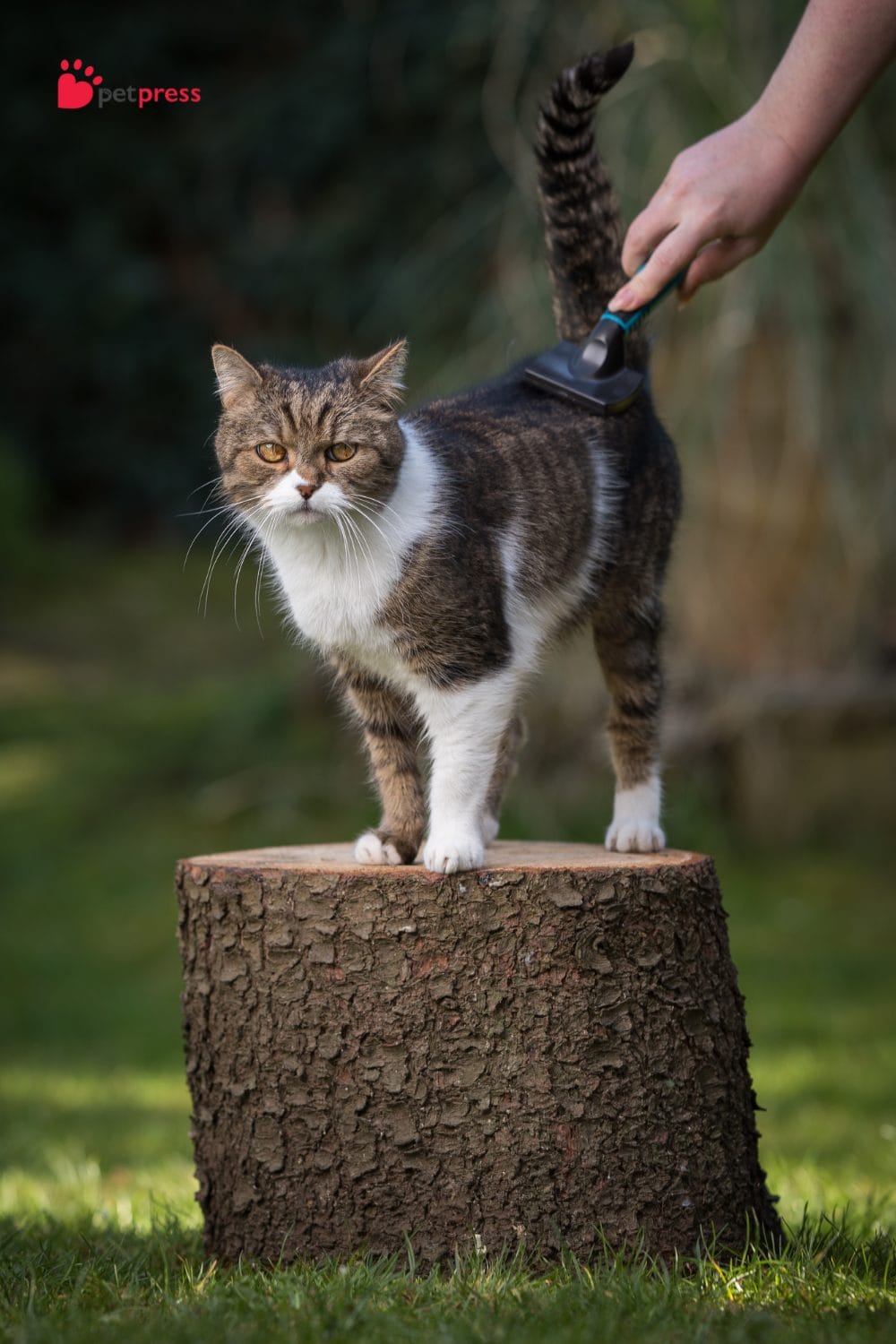 Cat Care 101: Essential Grooming Tools Every Cat Owner Needs! - PetPress