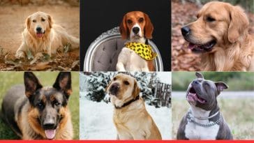 Popular Dog Breeds in the USA