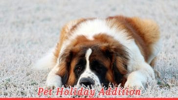 Feast Day of St. Bernard of Montjoux