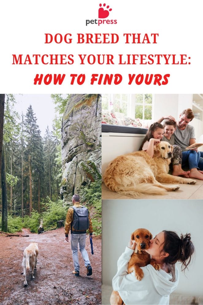 Dog Breed That Matches Your Lifestyle