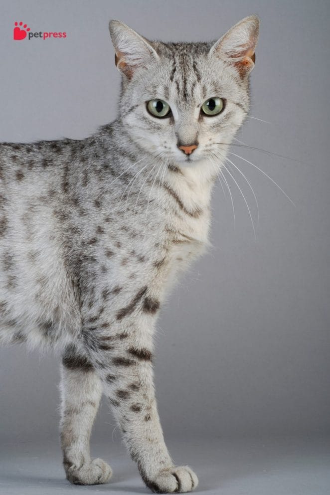 Cat Breeds With Unique Coat Patterns and Colors
