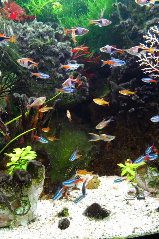 Fish with Fins aquarium guppy neon tetra