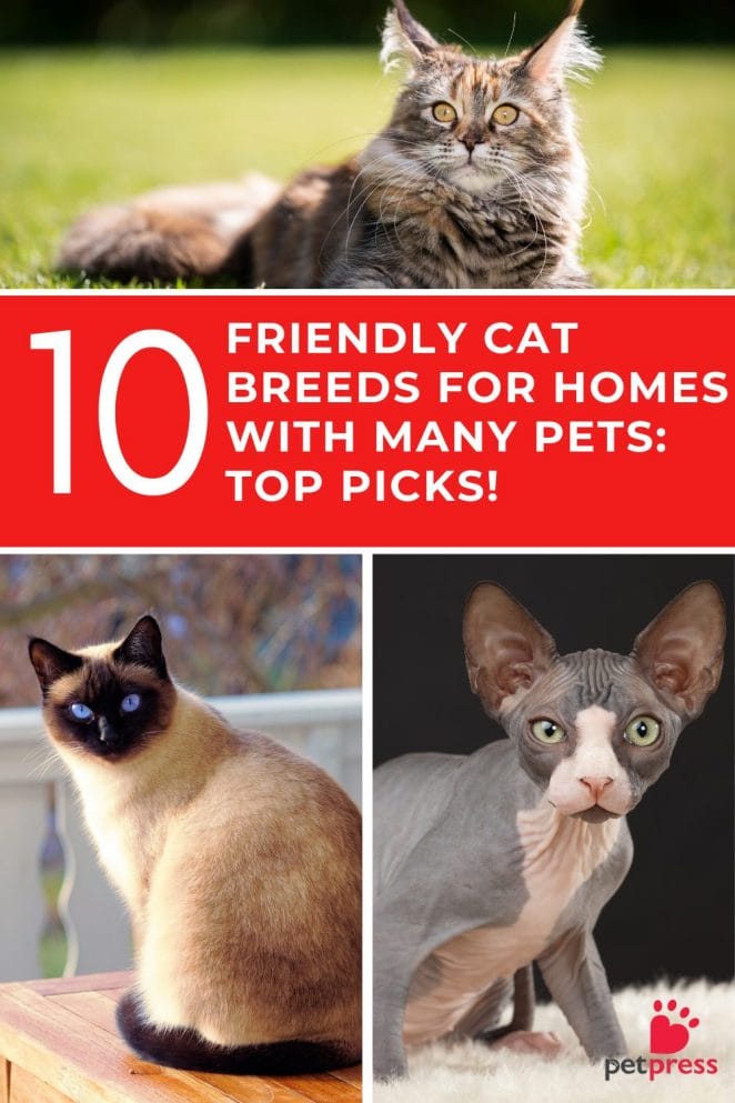 Friendly Cat Breeds for Homes with Many Pets Top 10 Picks!