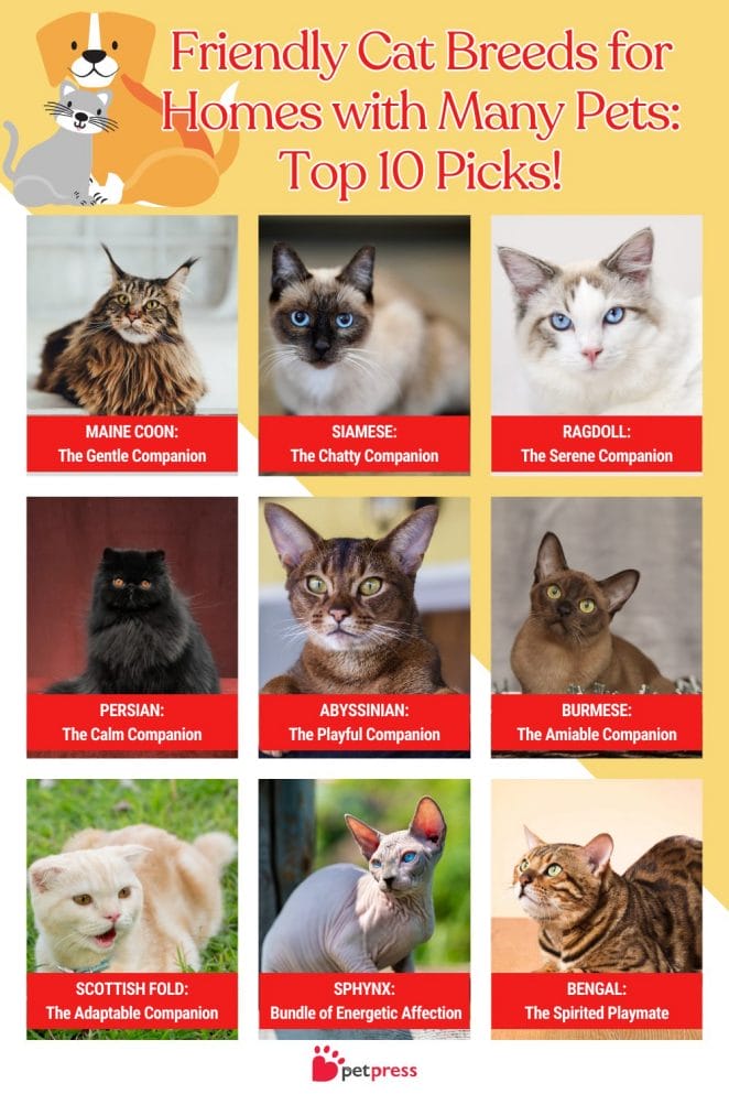 Friendly Cat Breeds for Homes with Many Pets_ Top 10 Picks!