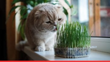 How Diet Effectively Helps in Managing Diabetes in Cats