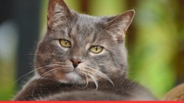 How to Care for a Senior Cat's Nutritional Needs Effortlessly