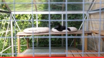 How to Create a Safe Outdoor Enclosure for Your Cat