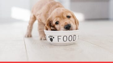 How to Prepare Homemade Dog Food for Sensitive Stomachs