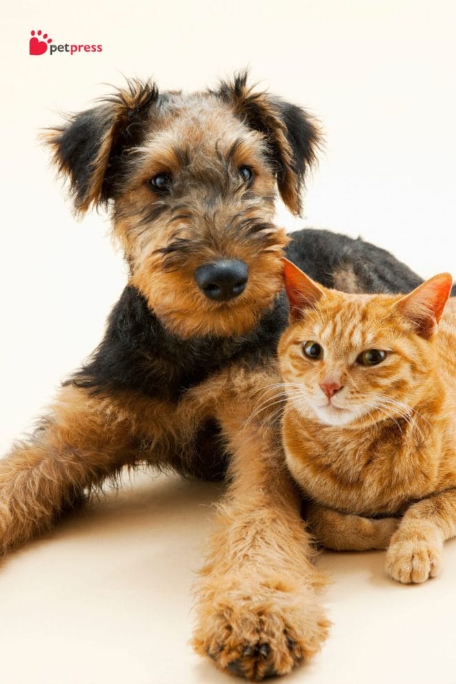 Introduce a New Cat to Your Dog Safely (4)