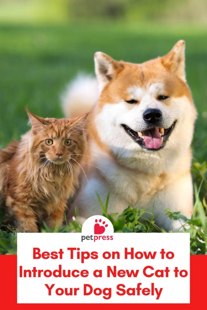 Introduce a New Cat to Your Dog Safely (6)