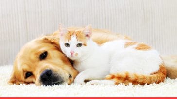 Introduce a New Cat to Your Dog Safely