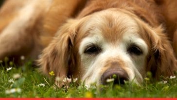 Joint Problems in Old Dogs