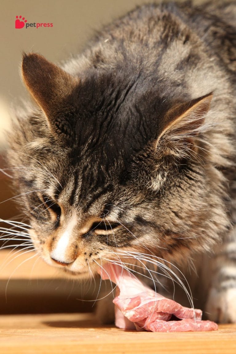 5 Key Benefits of GrainFree Food for Cats Why Switch? PetPress