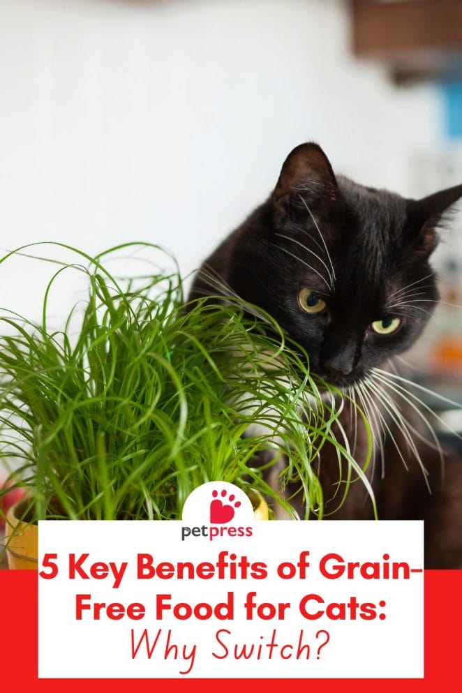 Benefits of Grain-Free Food for Cats