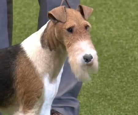King Arthur Van Foliny Home (Wire Fox Terrier)