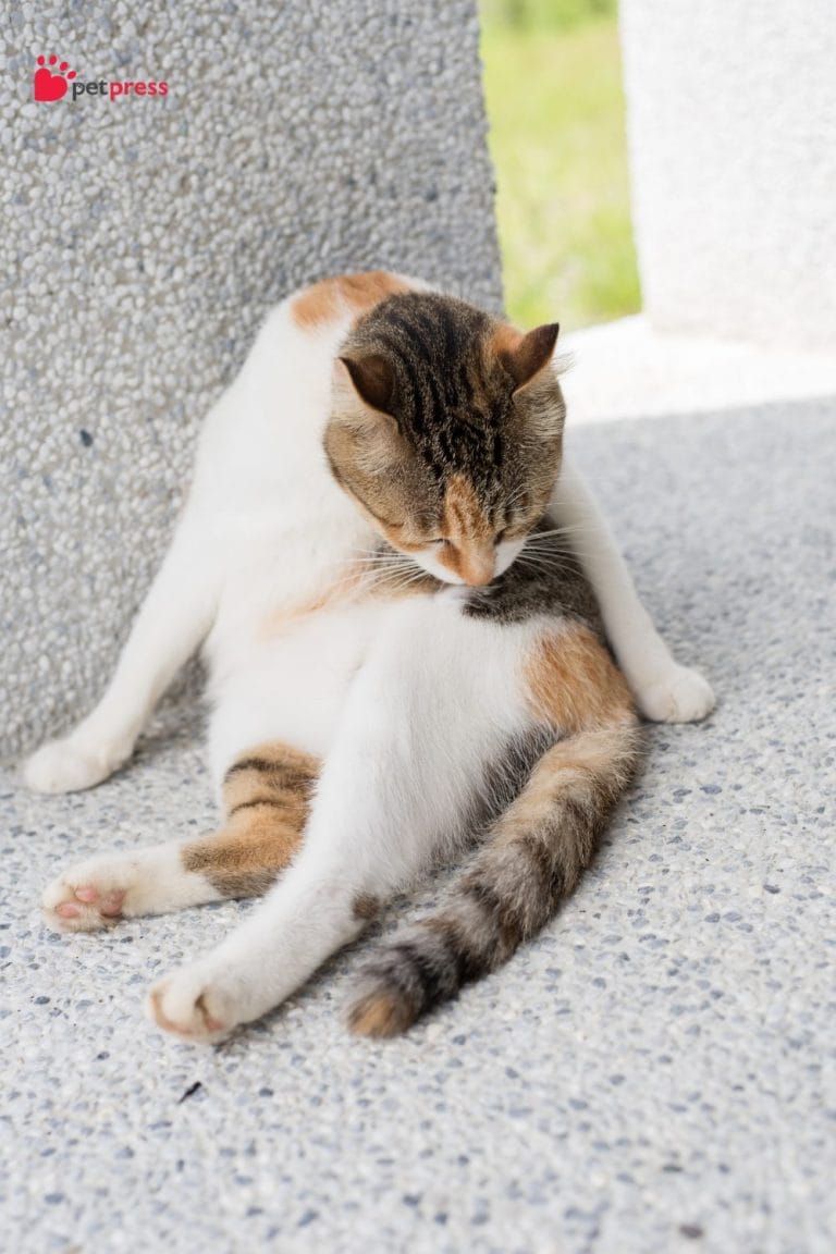 Picture of Will Flea Allergy Dermatitis Go Away On Its Own?