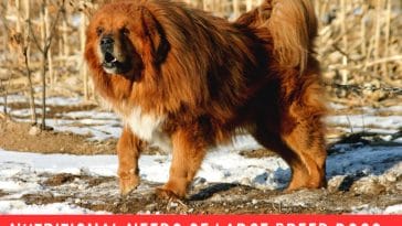 Nutritional Needs of Large Breed Dogs