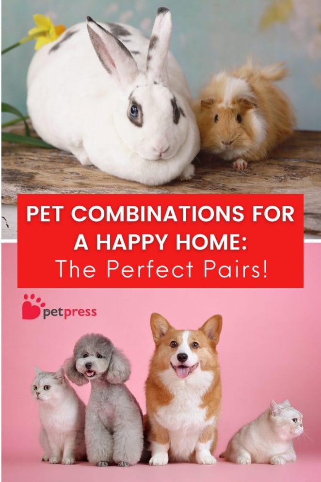 Pet Combinations for a Happy Home