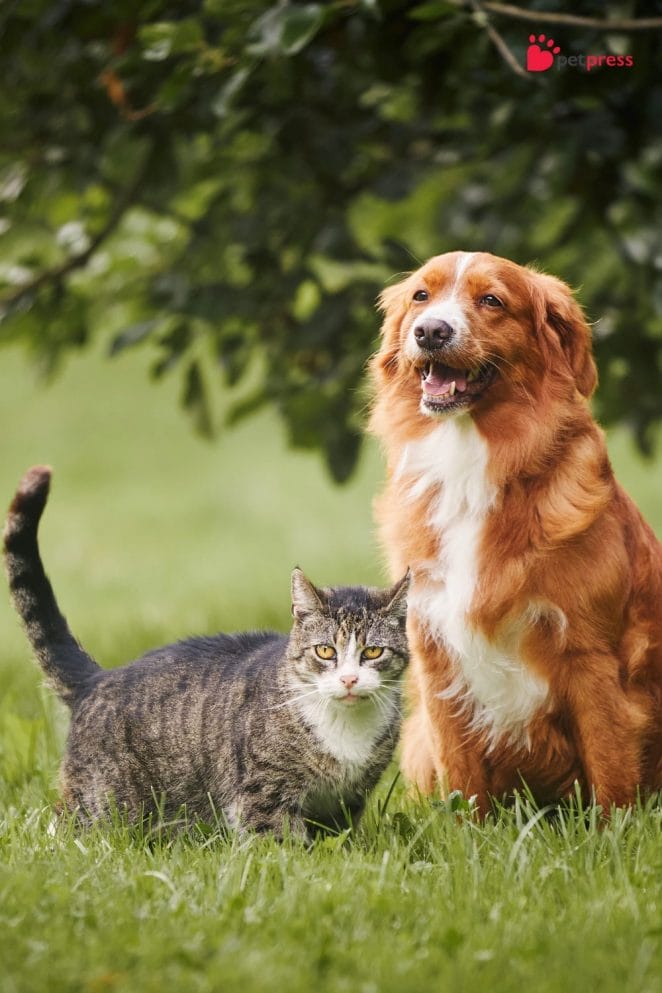 Pet Combinations for a Happy Home dog and cat