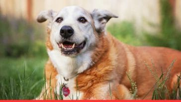 Pet Insurance for Elderly Dogs What You Must Know