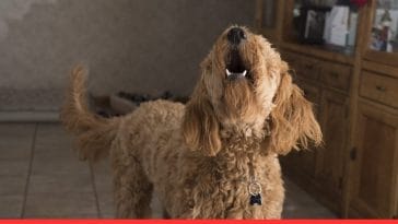 How to Correct Dog Behaviour Problems