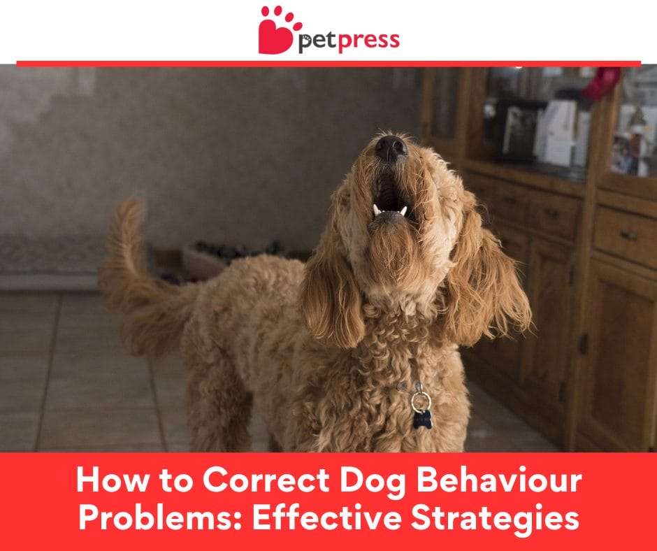 How to Correct Dog Behaviour Problems Effective Strategies PetPress