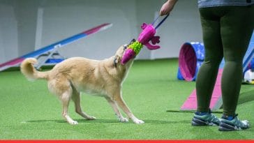 Types of Dog Shows