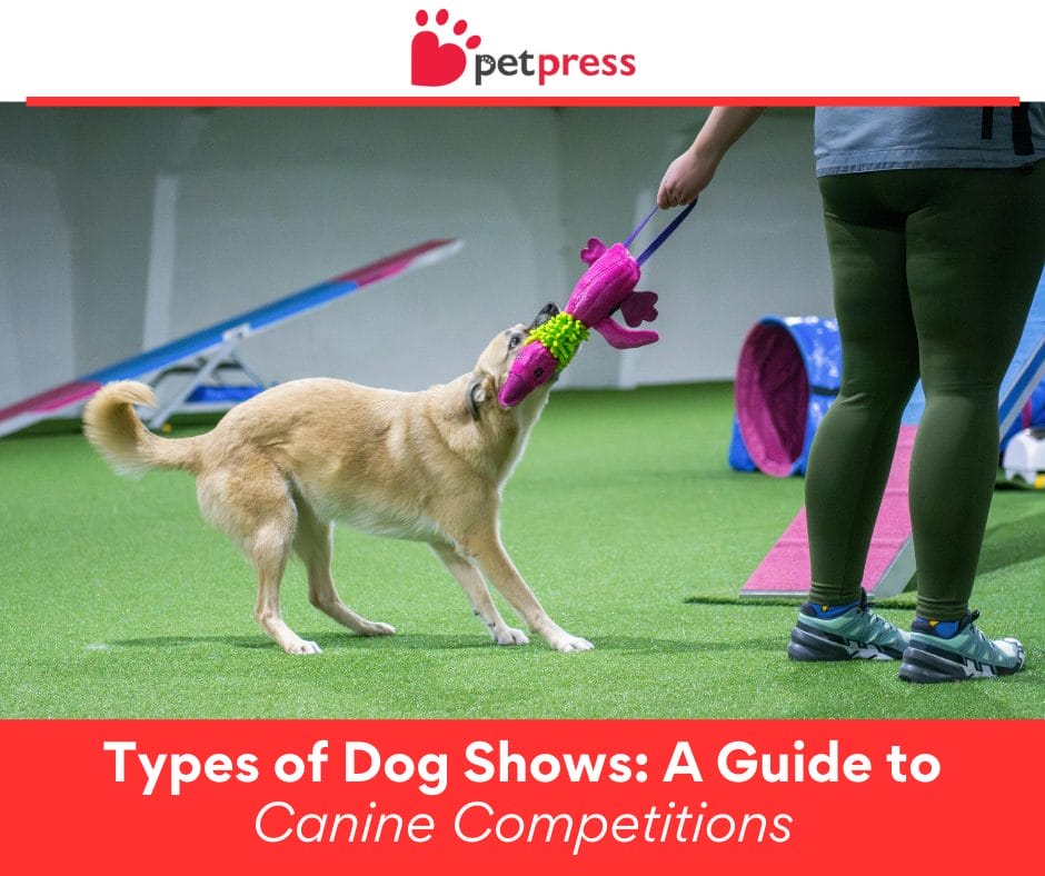Types of Dog Shows A Guide to Canine Competitions PetPress
