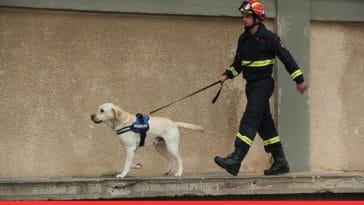 Leash Reactivity in Dogs