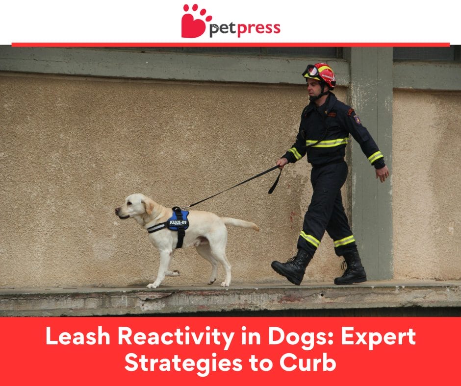 Leash Reactivity in Dogs