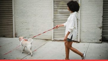 How to Stop My Dog from Pulling on the Leash
