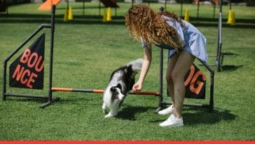 How to Train a Dog for a Dog Show