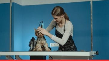 Dog Show Grooming Cost