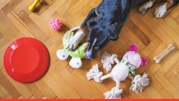 Why is dog Chewing on Furniture