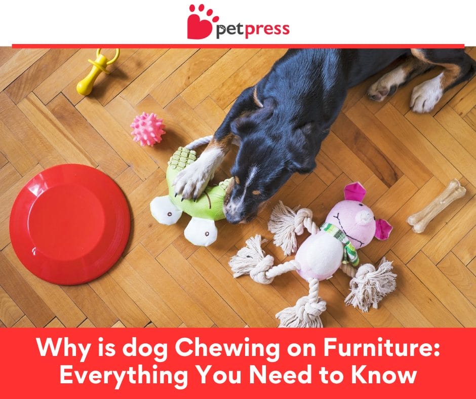 Why is Dog Chewing on Furniture Everything You Need to Know PetPress