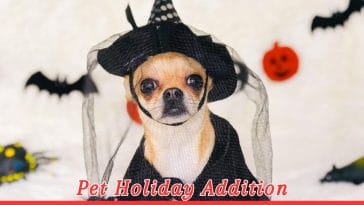 International Chihuahua Appreciation Day