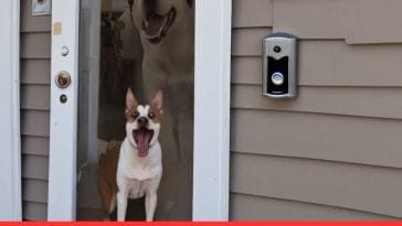 How to Stop Dog Barking at the Doorbell