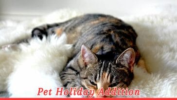 National Tabby Cat Day