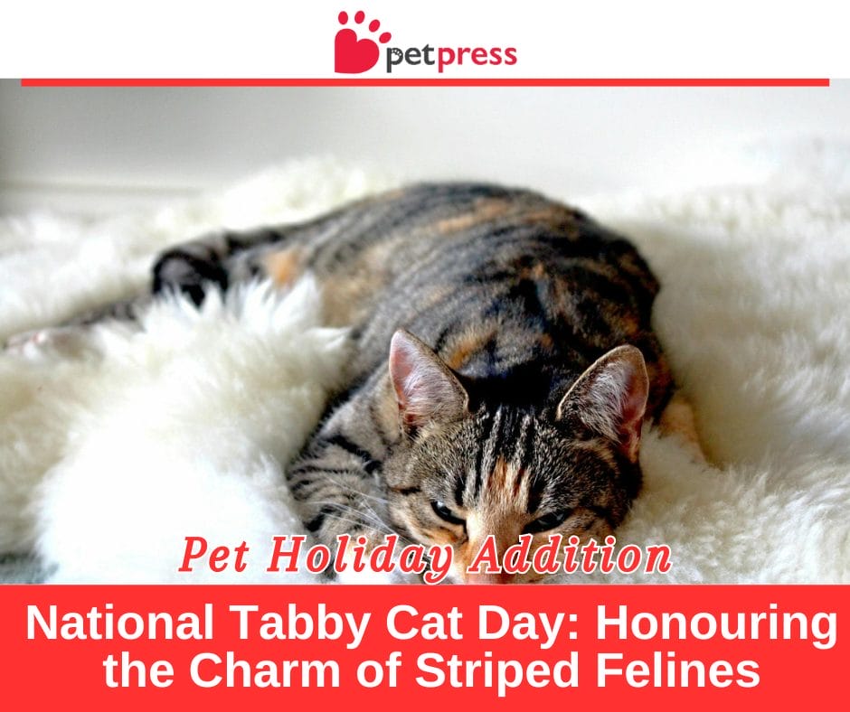 National Tabby Cat Day Honouring the Charm of Striped Felines PetPress