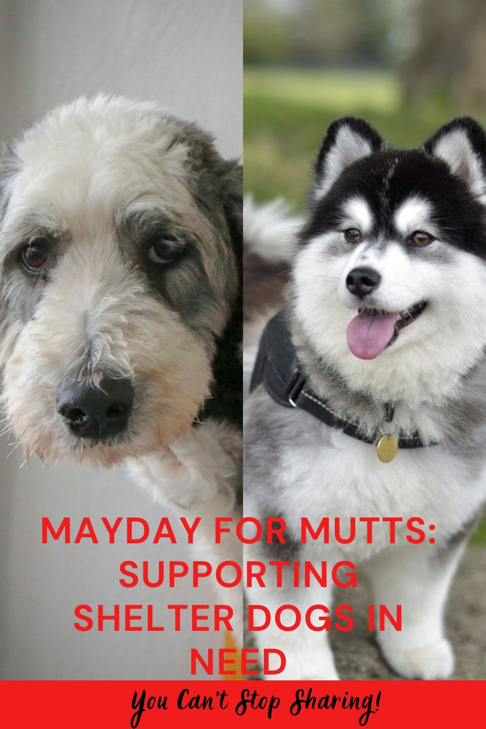 Mayday for Mutts Supporting Shelter Dogs in Need PetPress