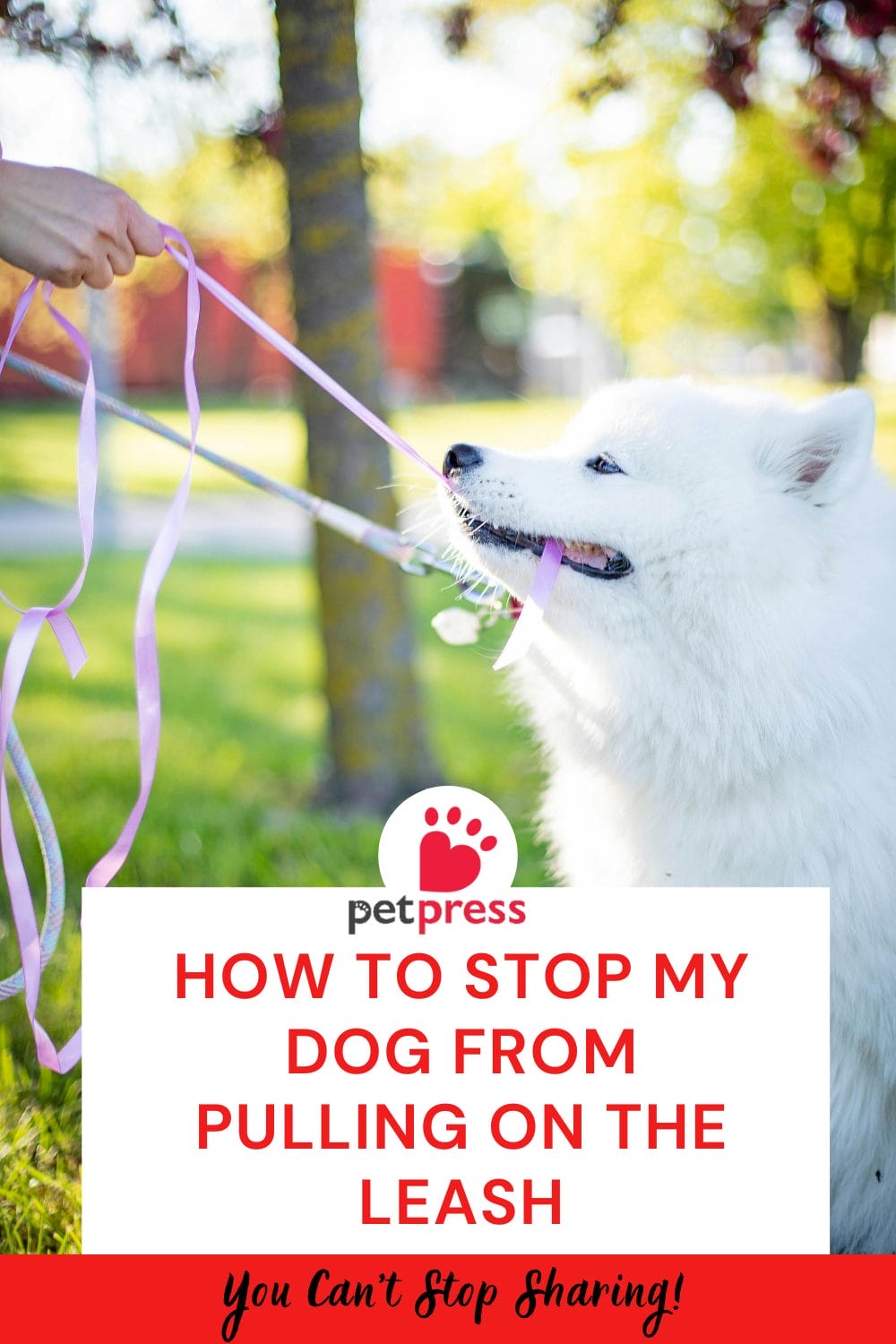 How to Stop My Dog from Pulling on the Leash