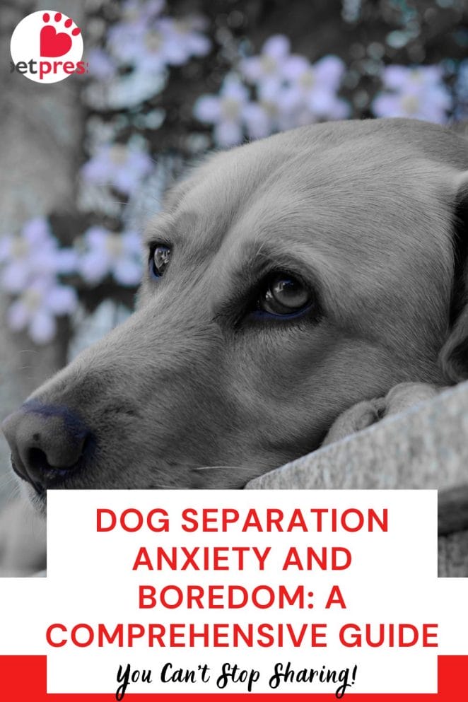 Dog Separation Anxiety and Boredom