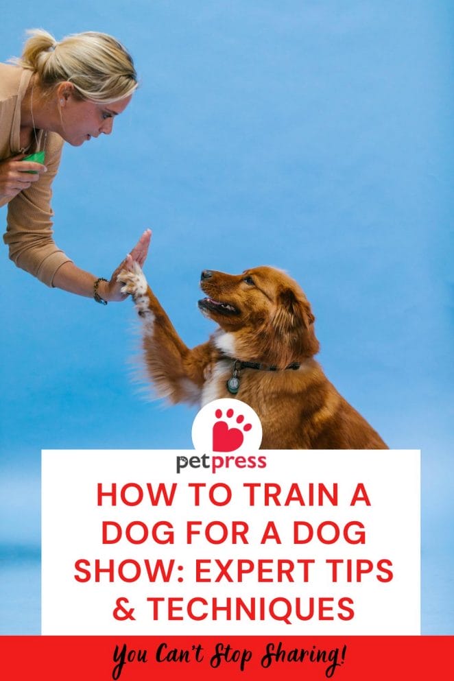 How to Train a Dog for a Dog Show