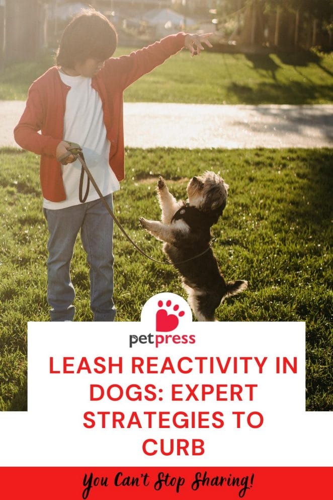Leash Reactivity in Dogs